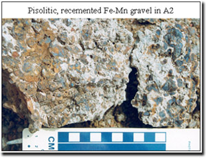Photo: Pisolitic recemented Fe-Mn gravel ni A2