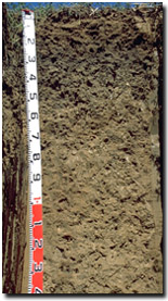 Photo: Site ORZC4 Soil Profile
