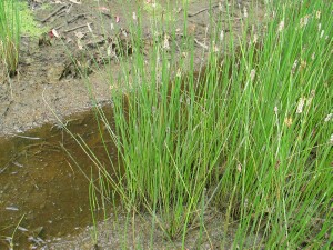 Common Spike-rush plants