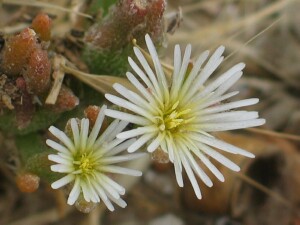 Small Ice Plant - flower