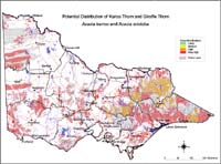 Map: Potential distribution of Karoo Thorn
