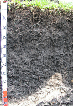 Photo: Soil Site SW108 Profile
