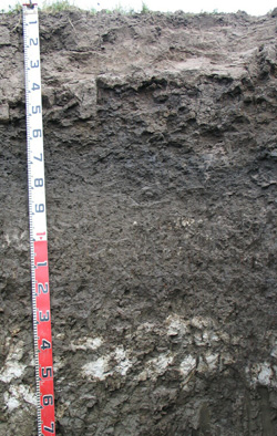 Photo: Soil Pit Site SW109 Profile