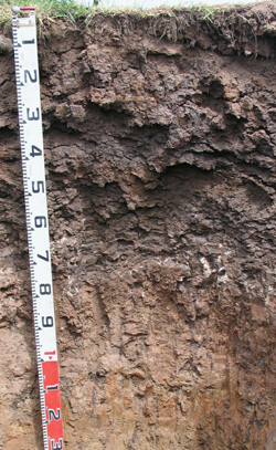 Photo: Soil Site SW110 Profile