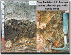 Photo: Clay illuviation into fissures creates prismatic peds with sandy cores