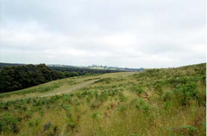 CLRA13 landscape