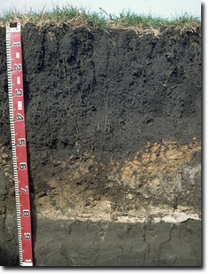 Example of a Black Dermosol developed on volcanic ash deposits