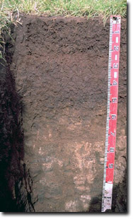 Brown Dermosol near Alvie, developed on volcanic ash deposits.