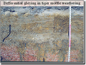 Photo: Differential gleying in tiger mottling weathering