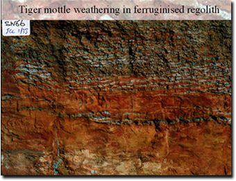 Photo: Tiger mottle weathering in ferruginised regolith