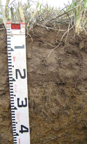 Soils and lanforms of the Bairnsdale Dargo region - a guide to the major agricultural soils of East Gippsland 2011 - Fernbank EG210 - profile