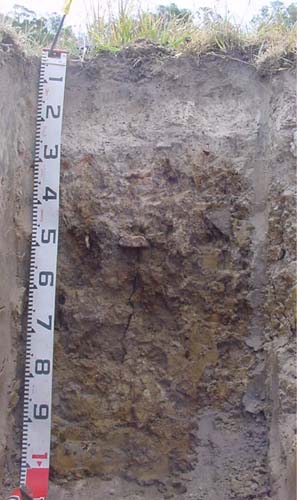 Soils and lanforms of the Bairnsdale Dargo region - a guide to the major agricultural soils of East Gippsland 2011 - Glenmaggie - EG257 profile