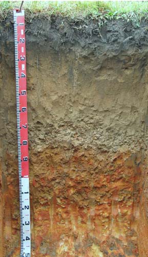 Soils and lanforms of the Bairnsdale Dargo region - a guide to the major agricultural soils of East Gippsland 2011 - Stockdale EG250 profile