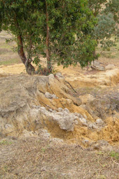 Soils and landforms of the Buchan and Suggan Buggan region - Tambo landuse