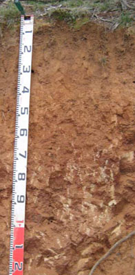 Soils and landforms of Far East Gippsland - Ambyne - EG224 profile