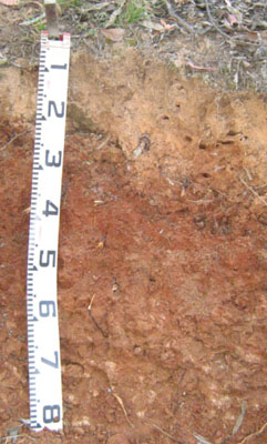 Soils and landforms of Far East Gippsland - Ambyne - EG242 profile