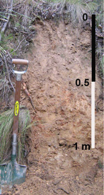 Soils and landforms of Far East Gippsland - Ambyne - EG246 profile