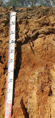 Soils and landforms of Far East Gippsland - Bendoc - EG222 profile