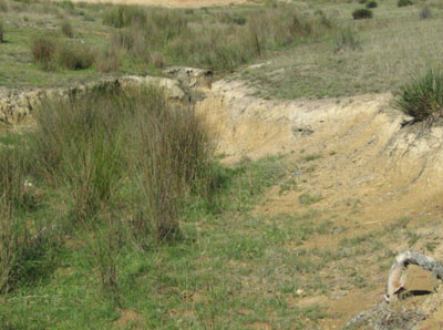 Soils and landforms of Far East Gippsland - Bendoc - EG240 profile