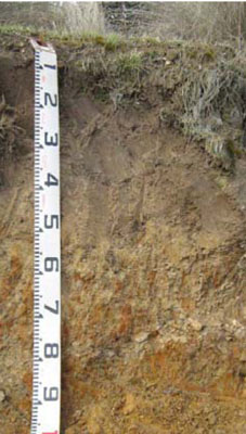 Soils and landforms of Far East Gippsland - Bendoc - EG243 profile