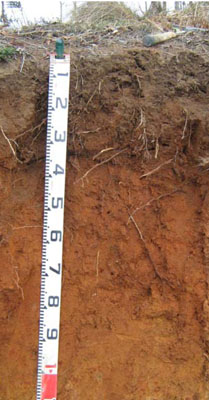 Soils and landforms of Far East Gippsland - Delegate - EG223 profile
