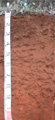 Soils and landforms of Far East Gippsland - Delegate - EG224 profile