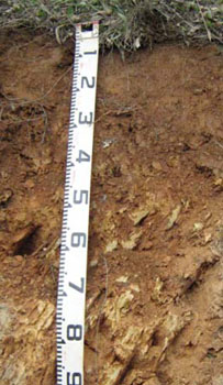 Soils and landforms of Far East Gippsland - Talbotville soil