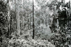 A study of the land in the Catchment of Gippsland Lakes - Vol 2 - land system Boola- image