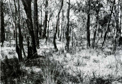 A study of the land in the Catchment of Gippsland Lakes - Vol 2 - land system Clifton- image