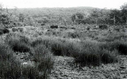 A study of the land in the Catchment of Gippsland Lakes - Vol 2 - land system Moroka- image