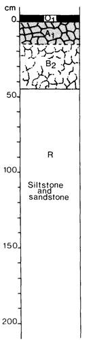 A study of the land in the Catchment of Gippsland Lakes - Vol 2 - Soil profile 38