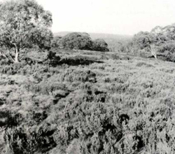 A study of the land in the Catchment of Gippsland Lakes - Vol 2 - land system Reynard- image