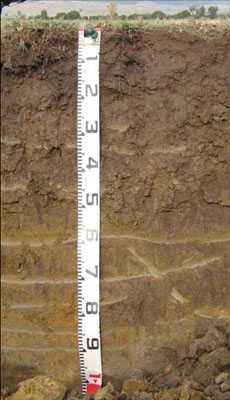 Soils and landforms of the Omeo/Benambra and Tambo Valley region - soil-landform unit Benambra EG204 profile