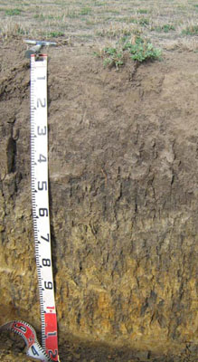 Soils and landforms of the Omeo/Benambra and Tambo Valley region - soil-landform unit Benambra EG211 profile