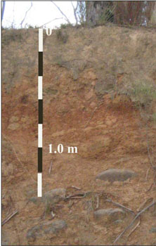 Soils and landforms of the Omeo/Benambra and Tambo Valley region - soil-landform unit Fraser EG113 profile