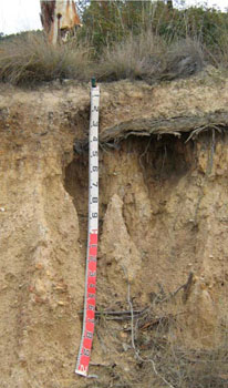 Soils and landforms of the Omeo/Benambra and Tambo Valley region - soil-landform unit Livingston soils
