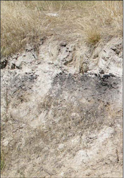 Soils and landforms of the Omeo/Benambra and Tambo Valley region - soil-landform unit Morass soils