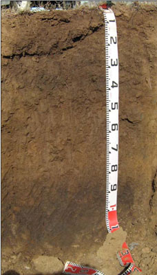 Soils and landforms of the Omeo/Benambra and Tambo Valley region - soil-landform unit Walnut EG201 profile