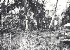 Plate 32 - A forest of messmate an narrow-leafed peppermint is characteristic of the Cobbobboonee land-system. It is a valuable source of hardwood timber