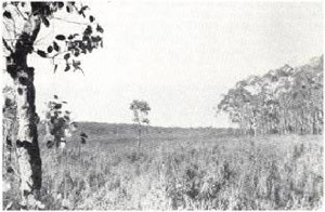 In wetter sites, the stringybark cannot grow. Its place may be taken by manna, swamp, yellow or pink gums (plate 14), especially if there is clay at shallow depth; alternatively, these gums may not grow because of the infertility of the surface sand, and treeless heaths result as shown here.
