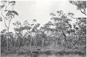 Heath woodlands of manna, swamp, yellow or pink gums are found where the soil is seasonally wet because of an impeding horizon of clay at shallow depth. (This type of land is well suited for development, if extensive.)