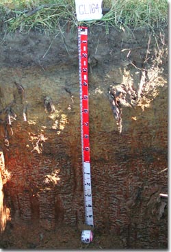 PHOTO: Soil Site GL164 Profile