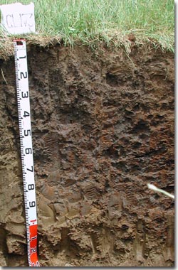 PHOTO: Soil Site GL173 Profile