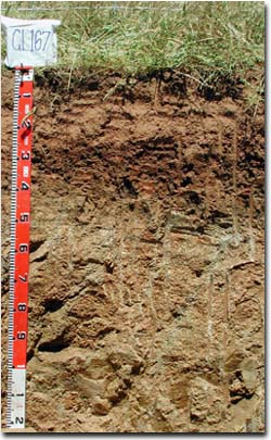 Photo: Soil Profile of Site GL167