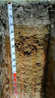 Soil pit Ash98-1 profile
