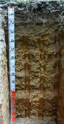 Soil pit Ash98-2 profile