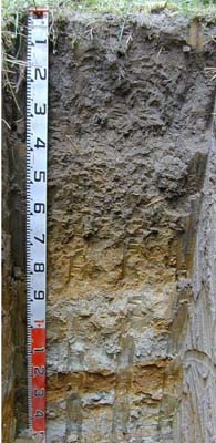Soil pit Ash98-3 profile