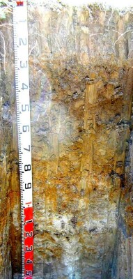 Soil pit Ash98-4 profile