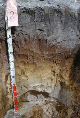 Soil pit Cha99 2 profile