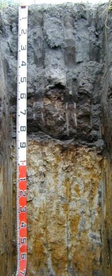 Soil pit Dys99 5 profile